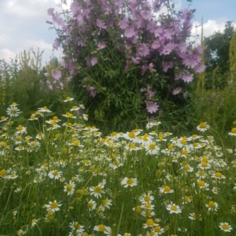 Tuinwandeling en proeverij Zaterdag 12 Juli 2025