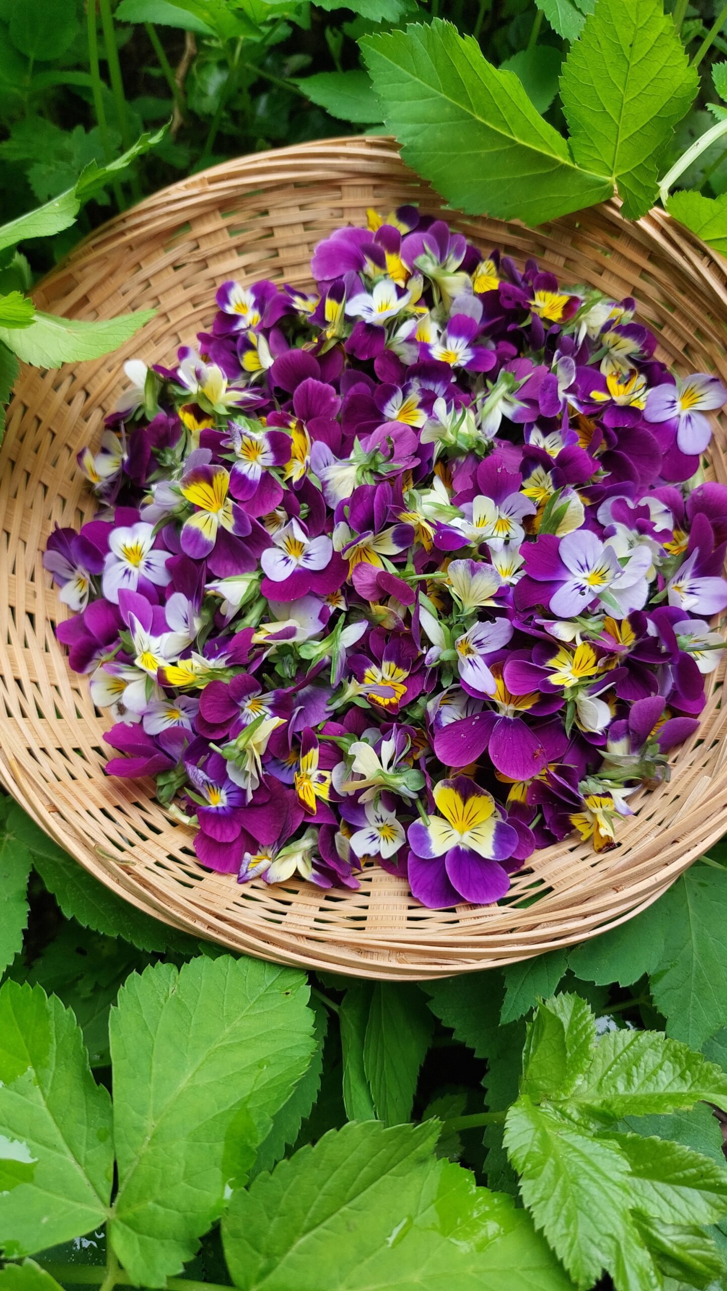 viooltjes